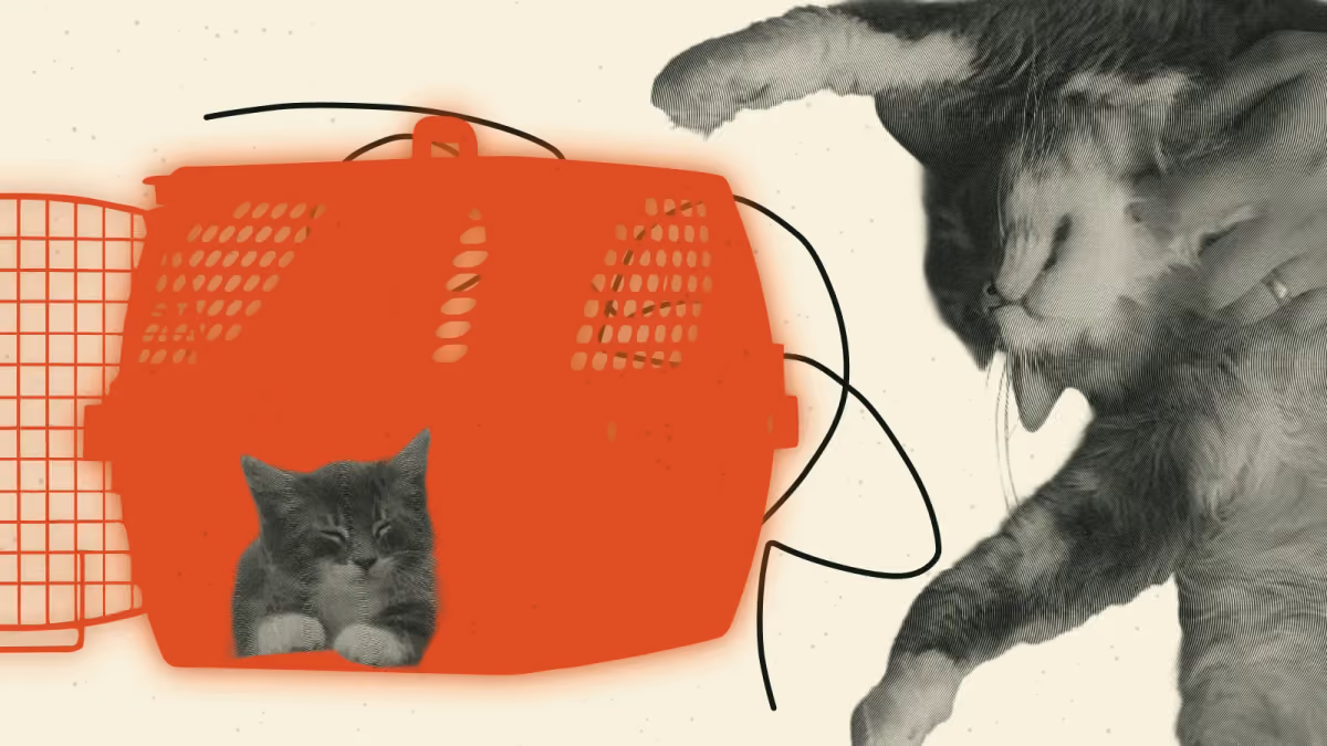 Collage on cream paper: kitten Romulus peeks sleepily out of an orange-red pet carrier, and a large halftone photo of grown-up Romulus stretches out toward him, in pure bliss.